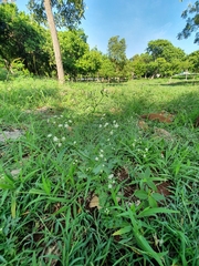 Parthenium hysterophorus