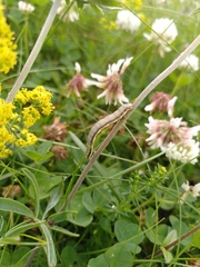 Lycia zonaria