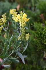 Linaria angustissima
