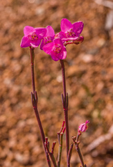 Boronia spathulata