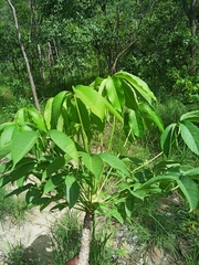Cussonia arborea