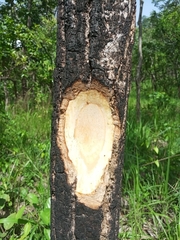 Cussonia arborea