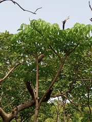 Cussonia arborea