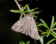 Chlenias banksiaria