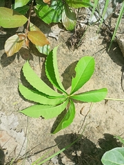 Cussonia arborea