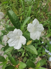 Ruellia tuberosa