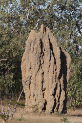 Nasutitermes triodiae