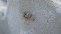 Euchromius anapiellus