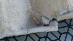 Euchromius anapiellus