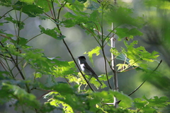 Sylvia atricapilla