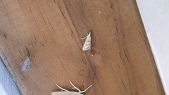 Euchromius anapiellus