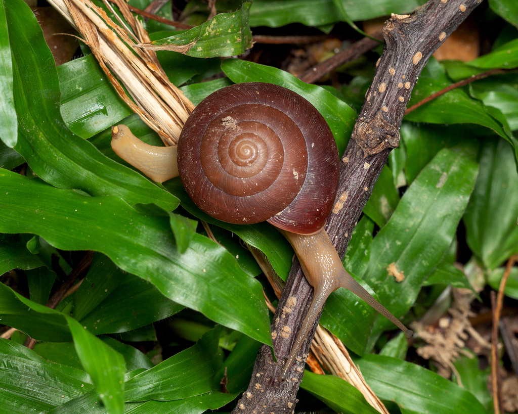 Quantula
