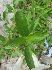 Ruellia tuberosa