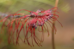 Grevillea dryandri