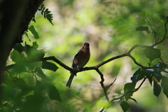 Fringilla coelebs
