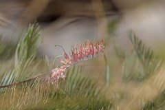 Grevillea dryandri
