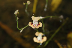 Utricularia fulva