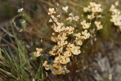 Utricularia fulva
