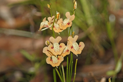 Utricularia fulva