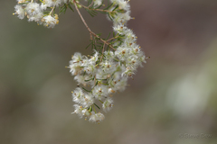 Verticordia cunninghamii