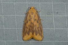 Barsaurea diehli