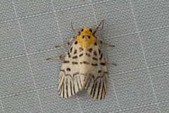 Ammatho zebrina