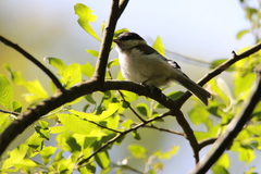 Parus major