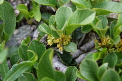Rhamnus pumila