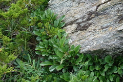 Rhamnus pumila