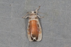 Nephelomilta chalcedona