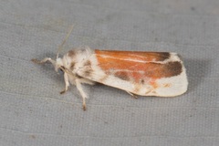 Nephelomilta chalcedona
