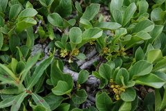 Rhamnus pumila