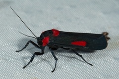 Cyana tettigonioides