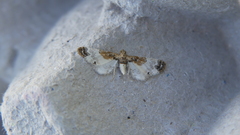 Eupithecia breviculata