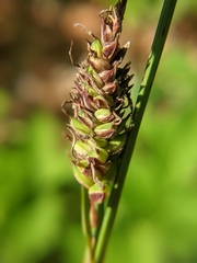 Carex polymorpha