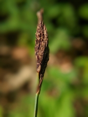 Carex polymorpha