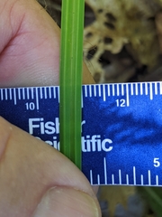 Carex polymorpha