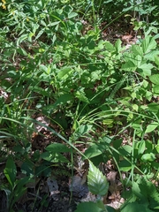 Carex polymorpha