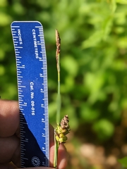 Carex polymorpha