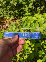 Carex polymorpha
