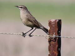 Cercotrichas coryphoeus coryphoeus