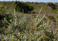 Adenanthos cuneatus
