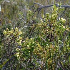 Acacia nigricans