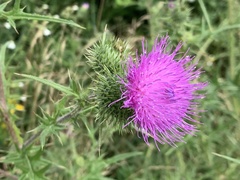 Cirsium vulgare