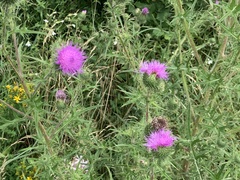 Cirsium vulgare