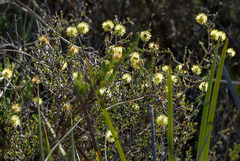 Melaleuca aurea