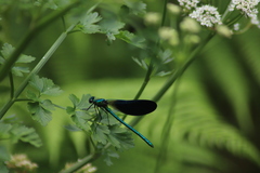 Calopteryx virgo