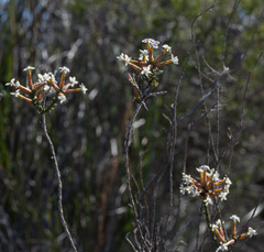 Lysinema ciliatum