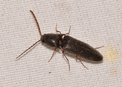 Megapenthes insignis