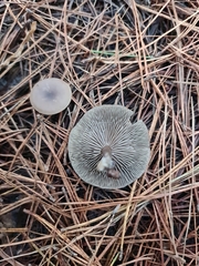 Clitocybe ditopa